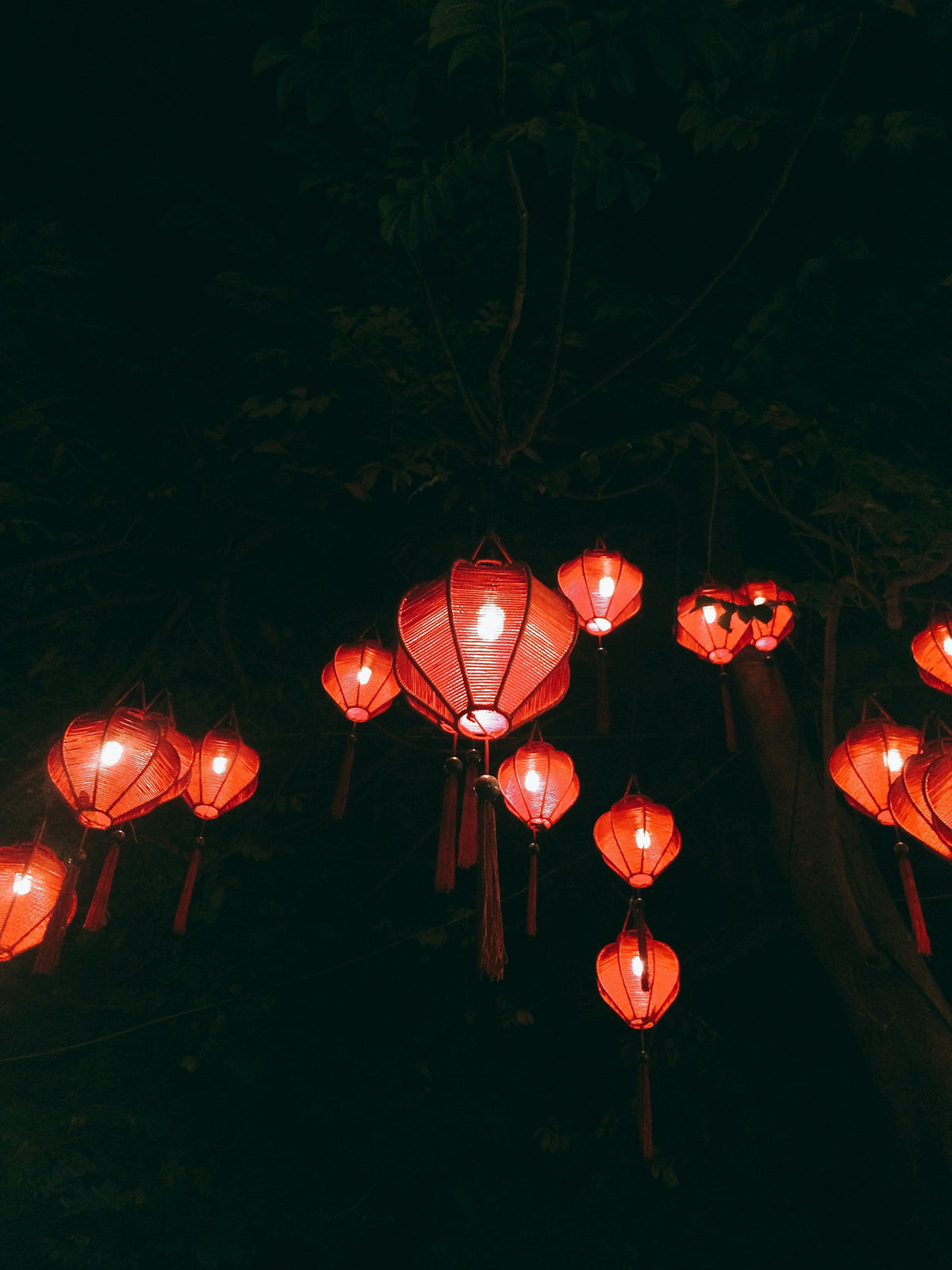 Red paper lanterns hanging in the trees in Hoi An's ancient town, Vietnam