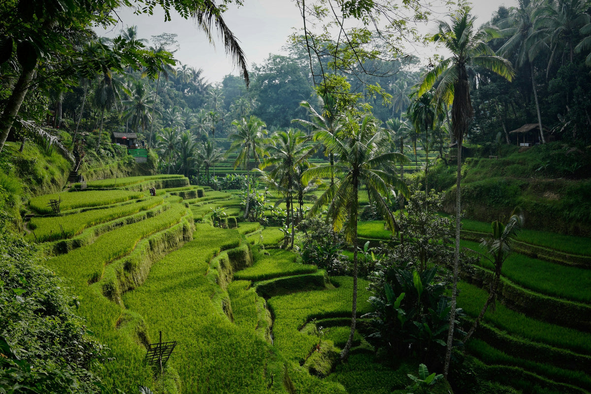 Morning light over the Tegallalang rice terraces north of Ubud, Bali