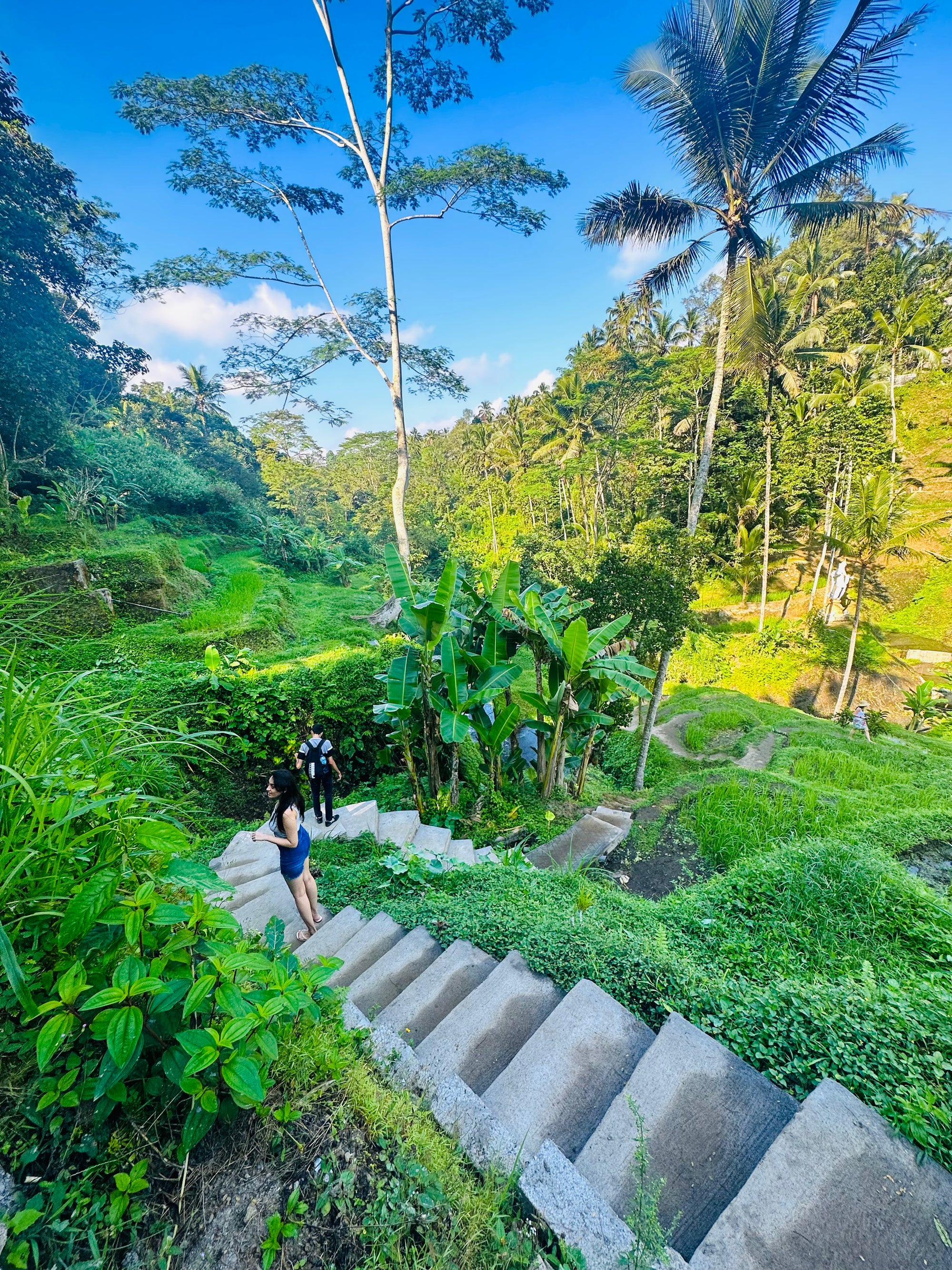 Steps winding through green rice terraces and palm trees in Tegallalang, Bali